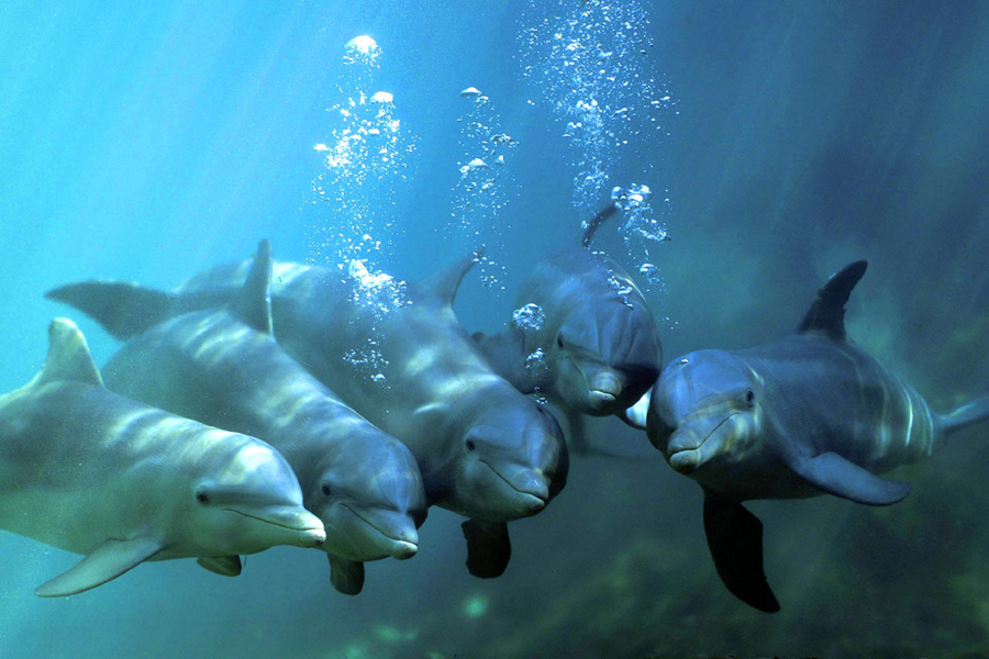 image_2181e-Bottlenose-dolphins