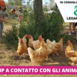 Soggiorno Estivo Estate INPSieme | HAPPY FARM - VITA IN FATTORIA-COPERTINE-CRISTAL-4-150x150