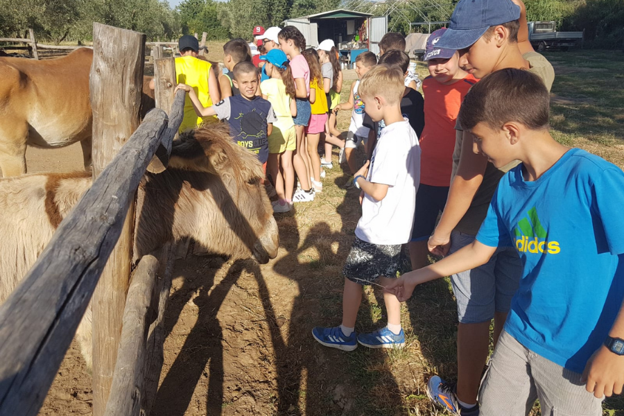 Happy Farm - Vita in fattoria | Soggiorni estivi in Italia-5-3
