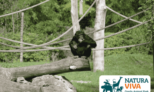 VENETO GALLERY 1 LME 2026 (3)